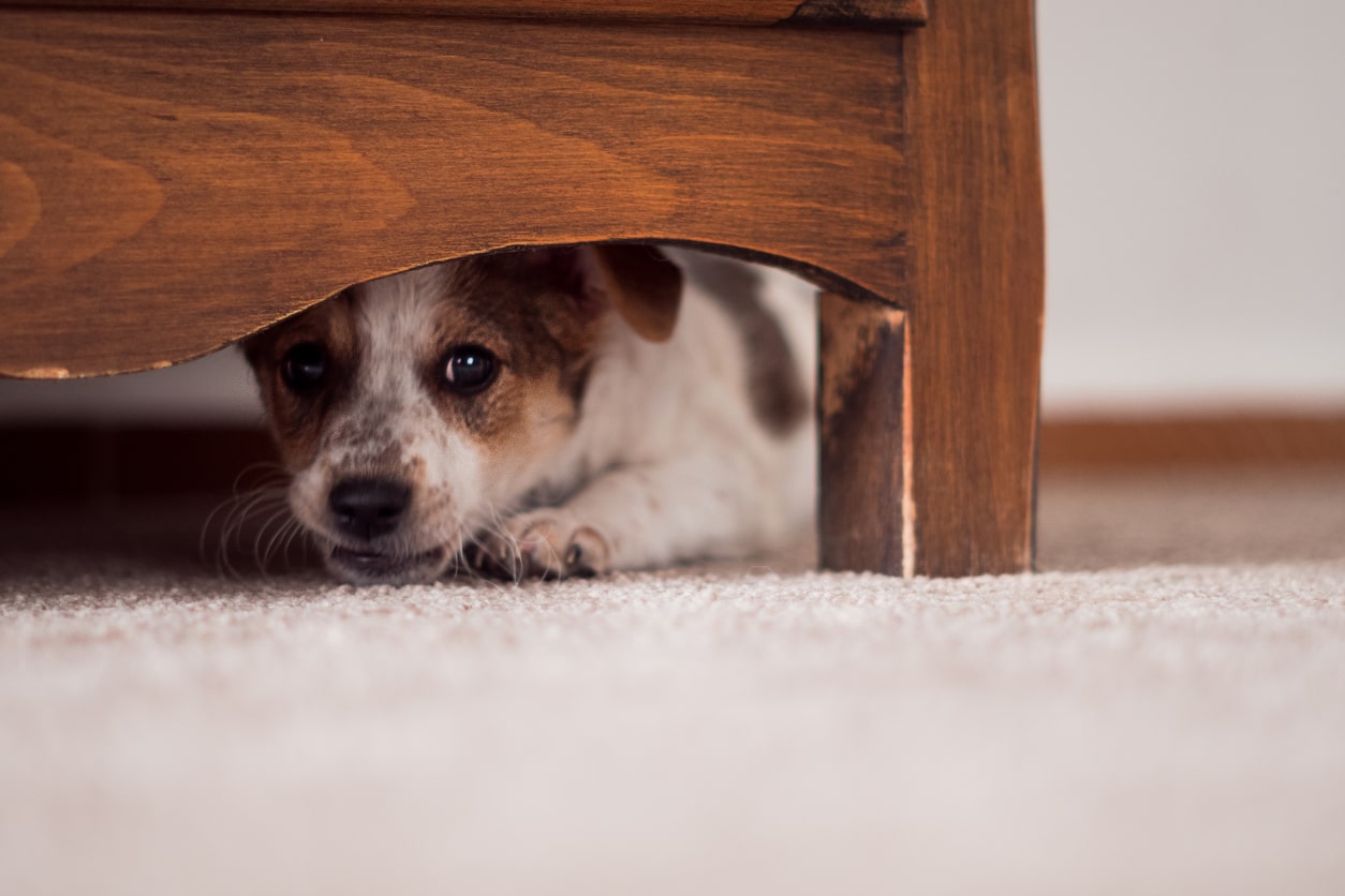 5 Stress Signals in Dogs You Need To Watch Out For This Holiday Season