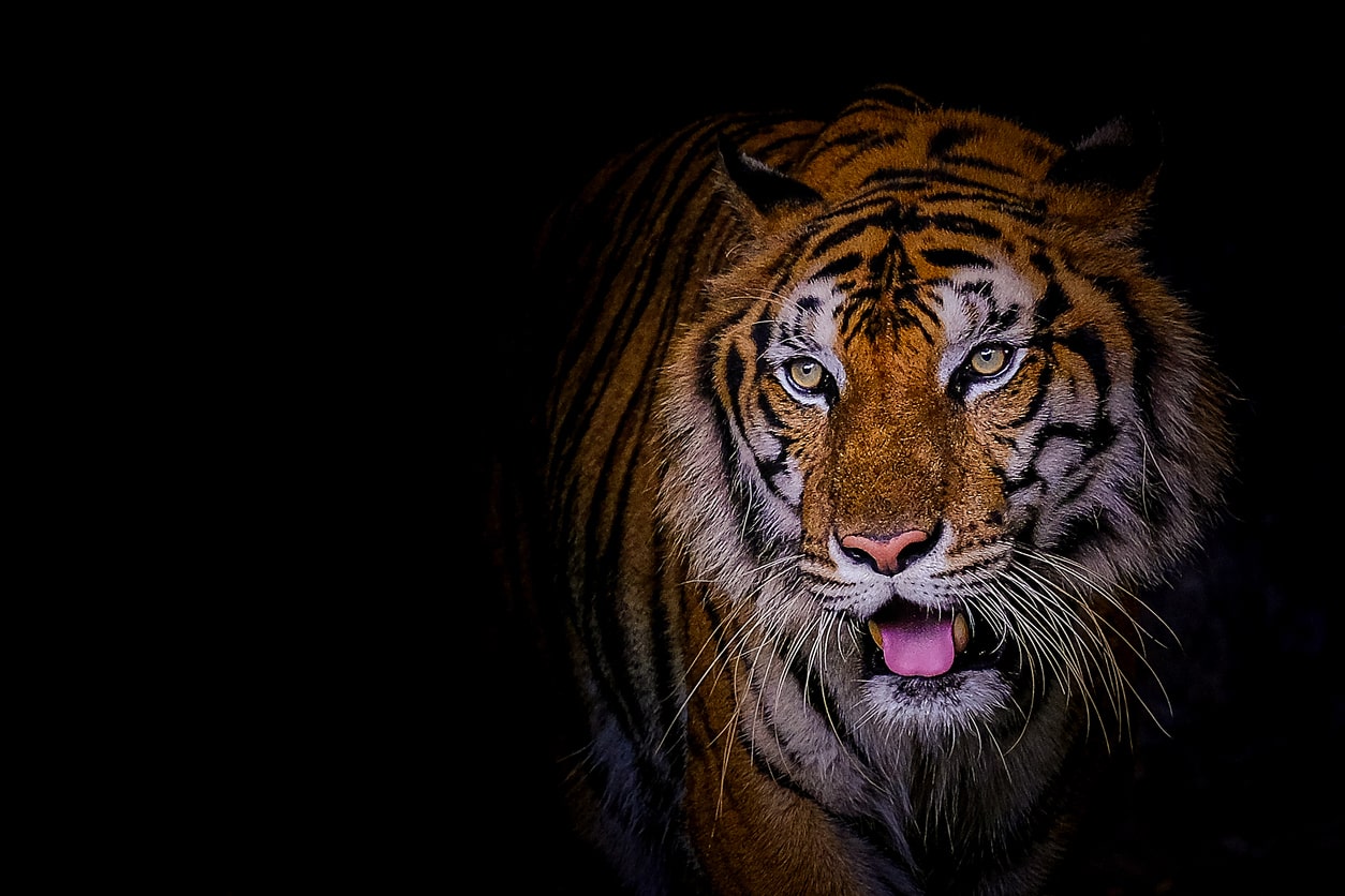 houston zoo gift ideas