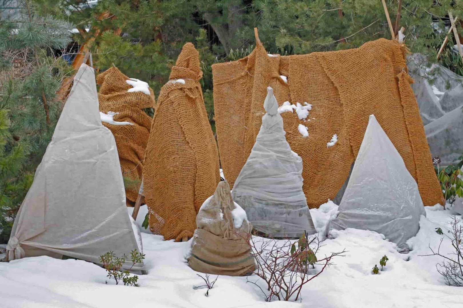 Winter Freeze Protection for Plants