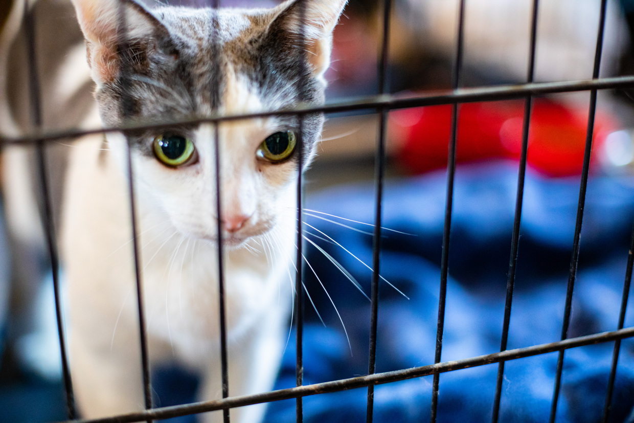 Kitten at Animal Adoption Event in Conroe Texas