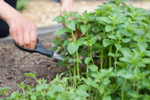 Cutting Early Season Garden Vegetables in Kingwood
