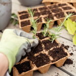 Montgomery County Picking Garden Items Lasting in Heat