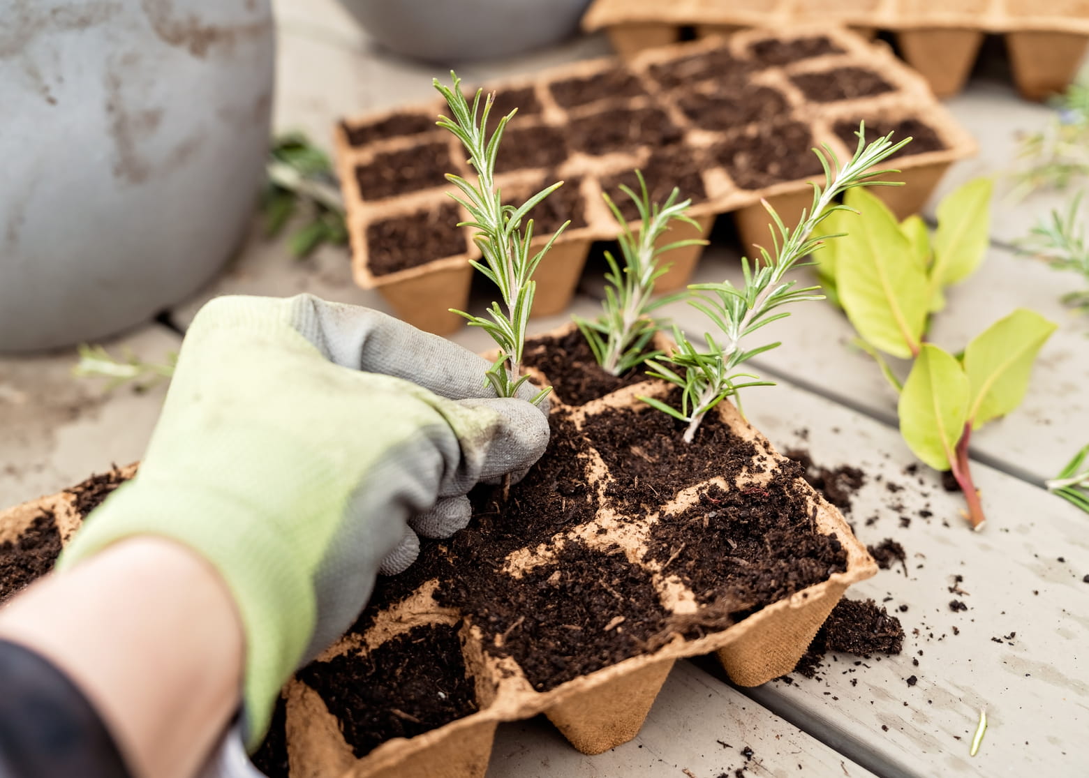 Montgomery County Picking Garden Items Lasting in Heat