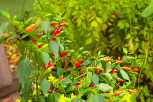 Summer Draught in Gardens in Kingwood