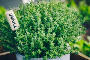 Thyme Drought Resistant in Kingwood Texas